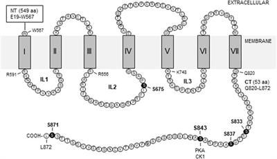 Phosphorylation and regulation of group II metabotropic glutamate receptors (mGlu2/3) in neurons